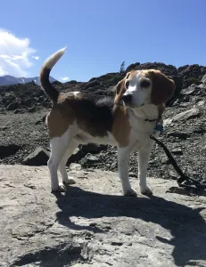 Diane's beagle